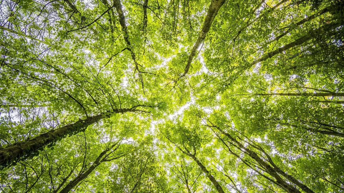 topo de árvores para representar o carbon free